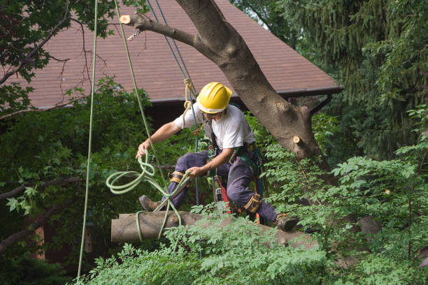 Mulching Services in Westminster, SC