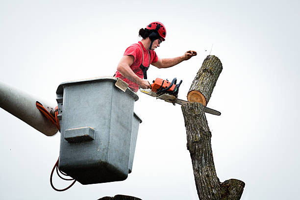 How Our Tree Care Process Works  in  Westminster, SC