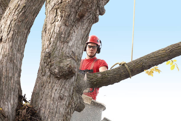 Reliable Westminster, SC Tree Care Solutions